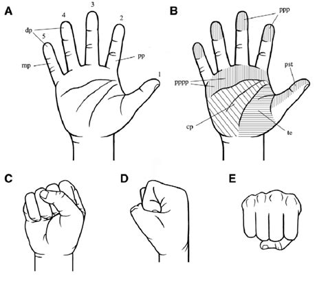hand anatomy digits